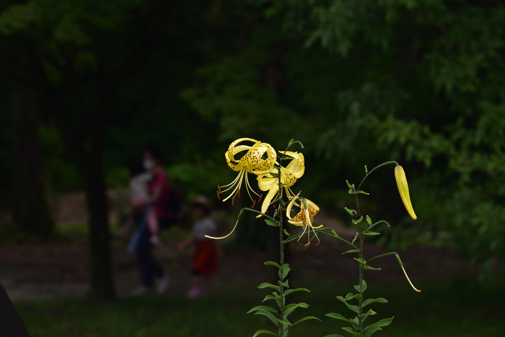 200712京都植物園46