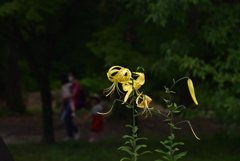 200712京都植物園46