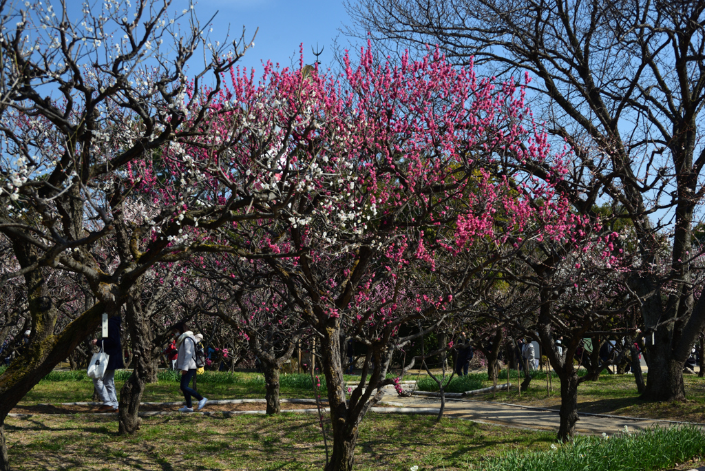 210220万博公園08