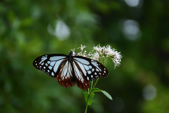 251003京都植物園29