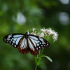 251003京都植物園29