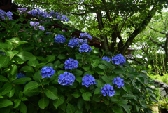 190628藤森神社06