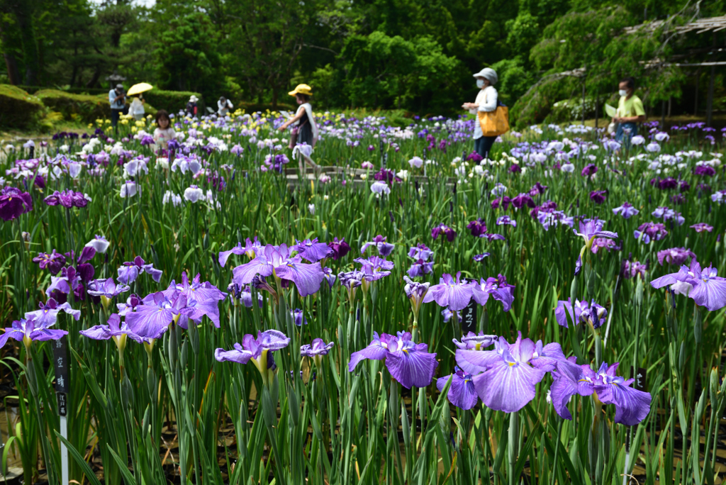 200604京都植物園08