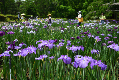 200604京都植物園08
