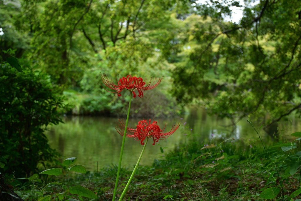 250926京都植物園26