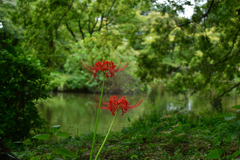 250926京都植物園26