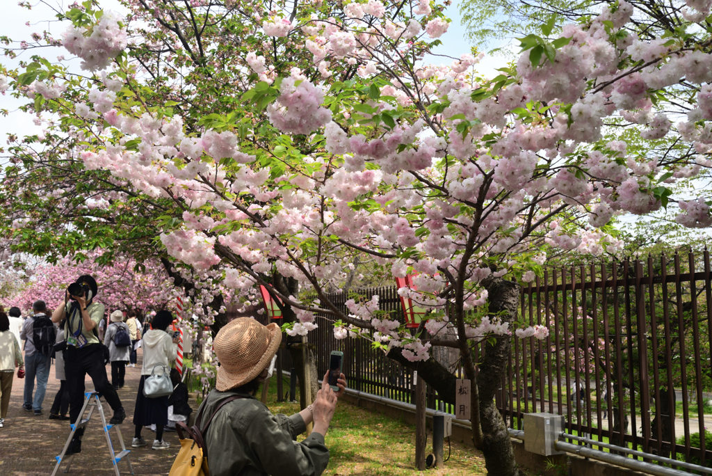 220413a造幣局19松月