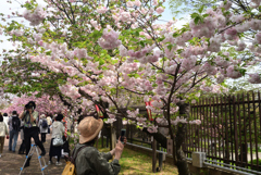 220413a造幣局19松月