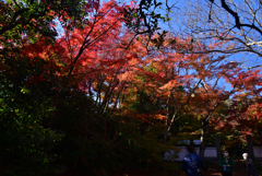 221125a浄住寺02