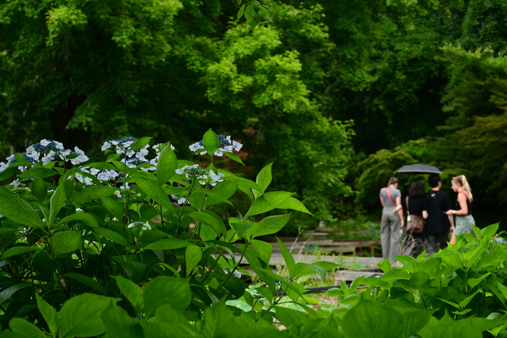 250617京都植物園31