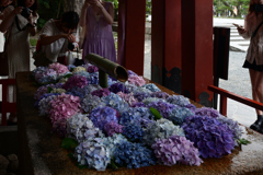 230622d鶴岡八幡宮52