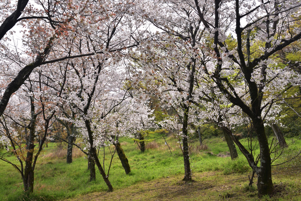 200403d山崎聖天04