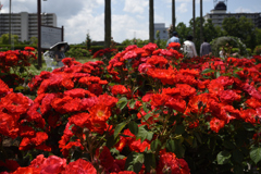 200524長居植物園13