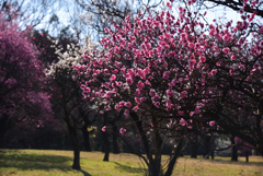 190218荒山公園77