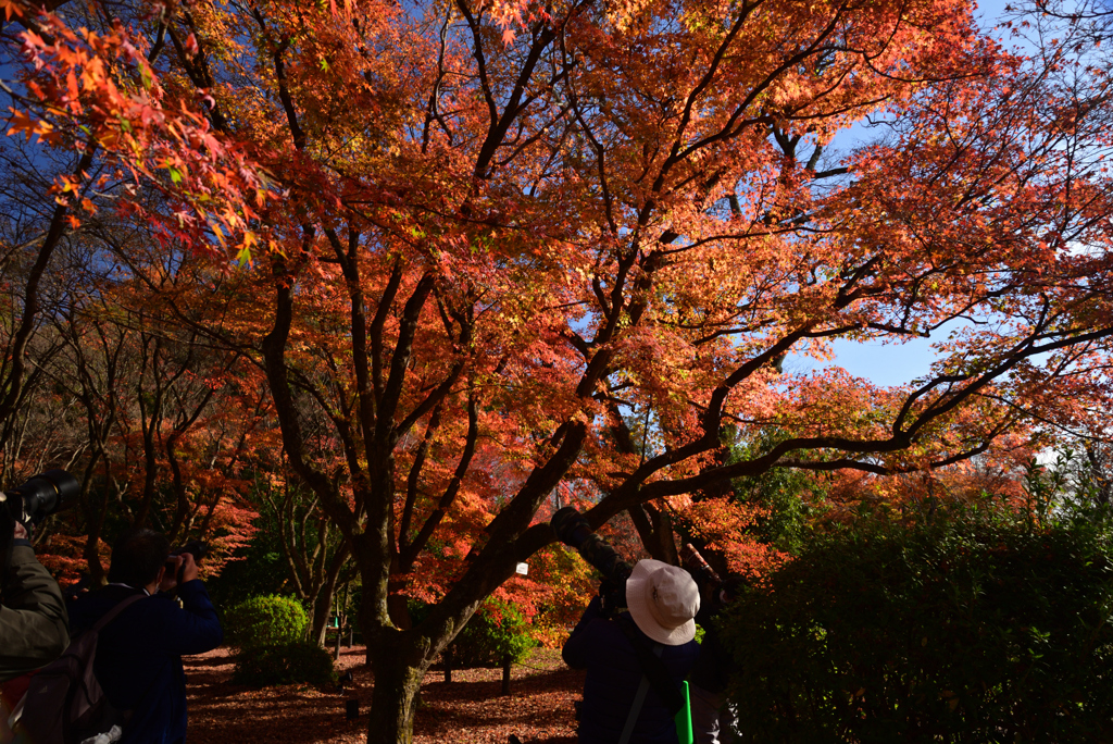221203a京都植物園25