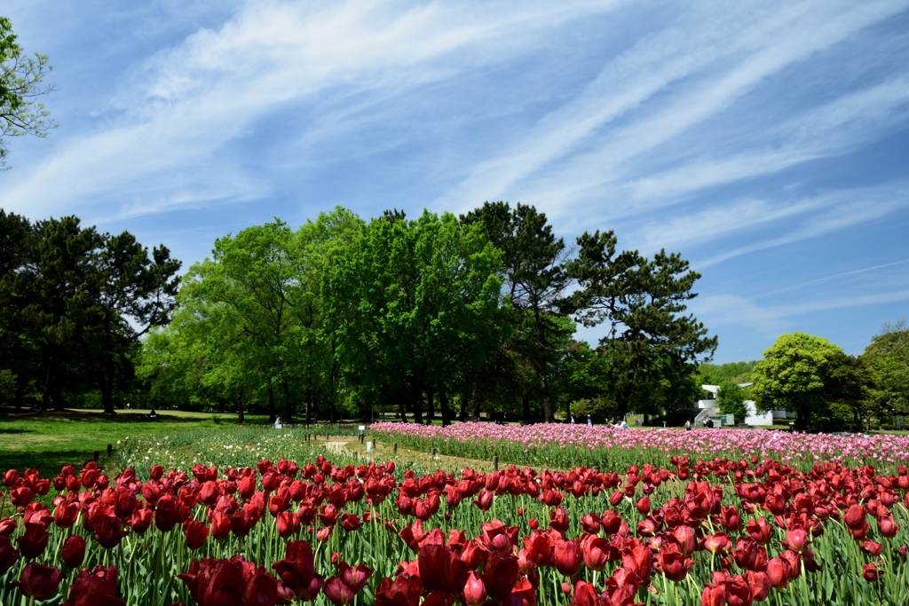 180426万博公園02+