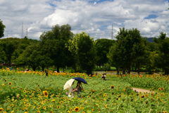 220729万博公園63