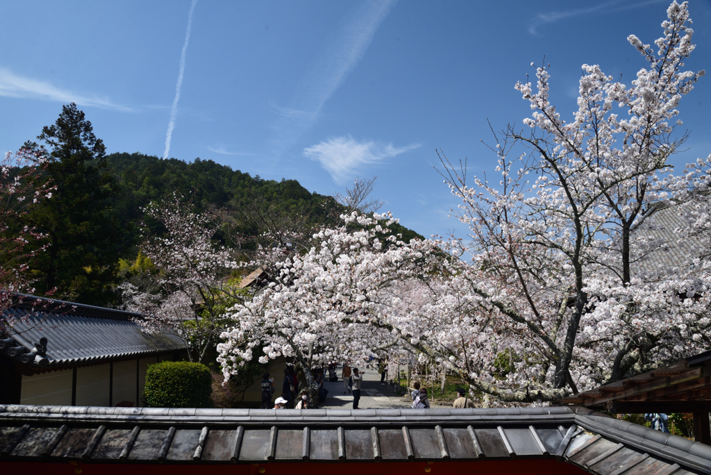 210327b毘沙門堂23