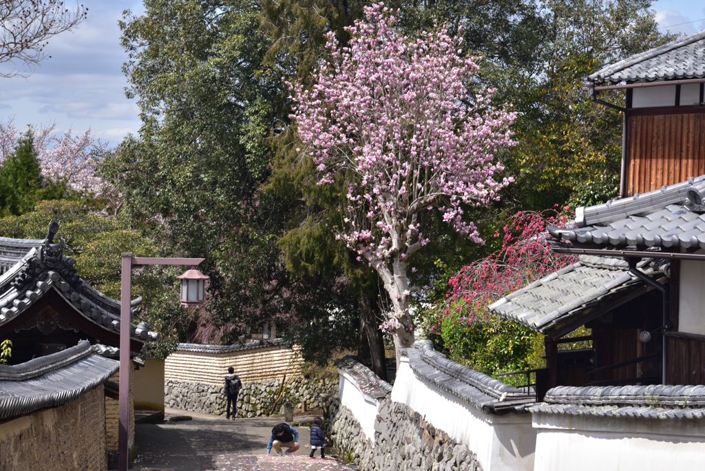 200329a奈良公園34