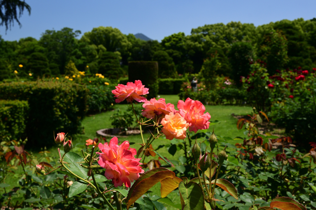 210601京都植物園39