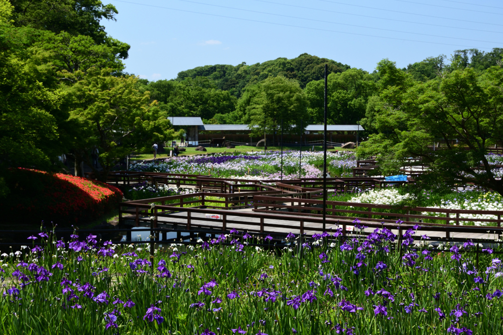 210609山田池公園01