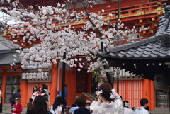 240402j円山公園24