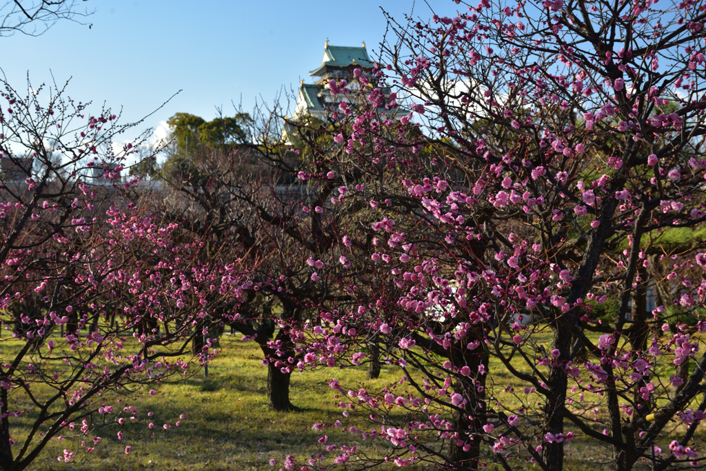 210129大阪城32