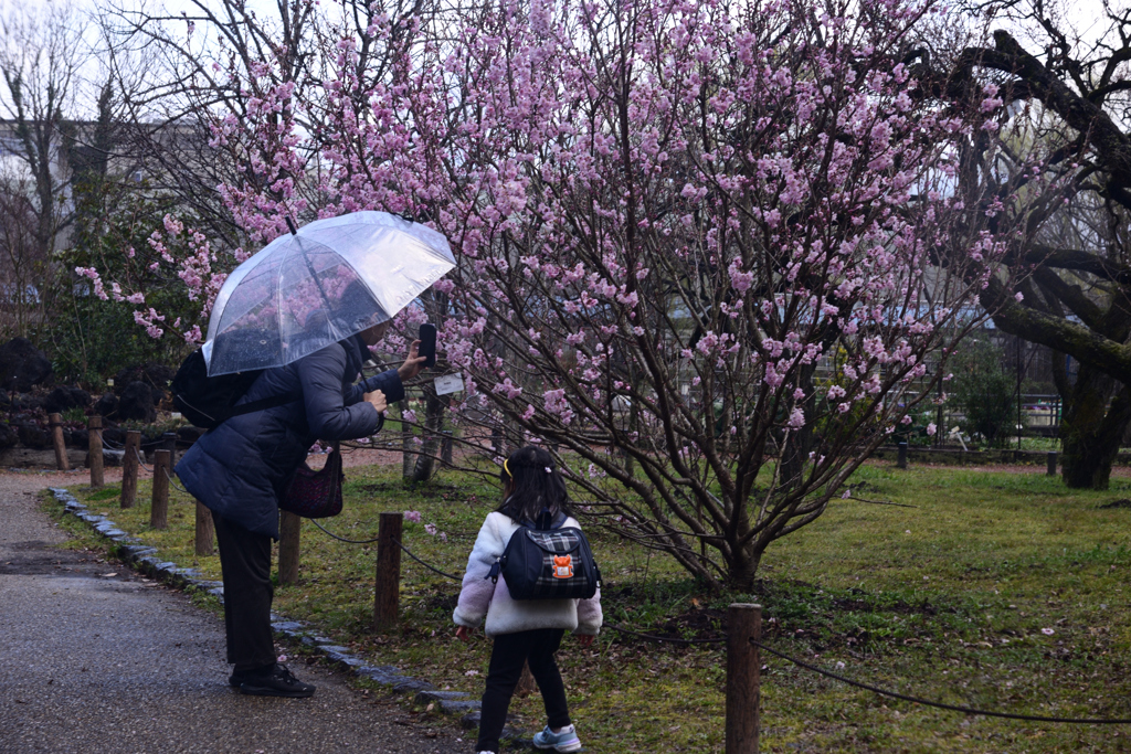 240321京都植物園17