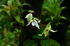 260131b京都植物園18