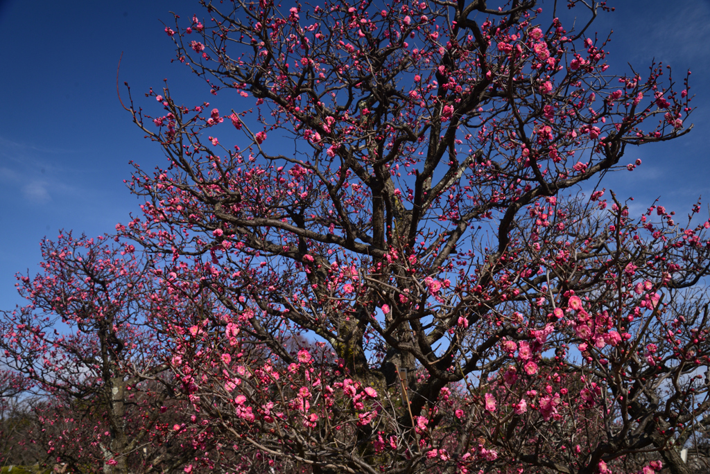 230209c梅小路公園09