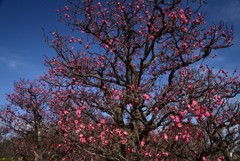 230209c梅小路公園09