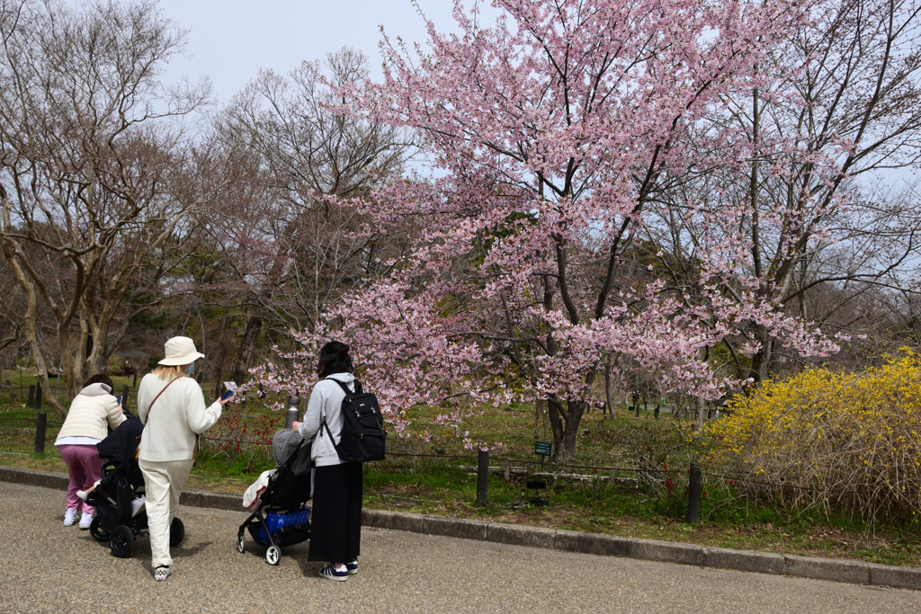 220325b京都植物園30