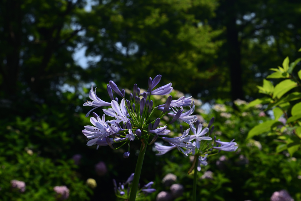 190620長居植物園50
