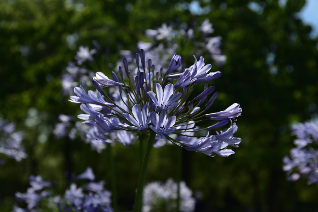 200702鶴見緑地60