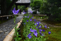 190707a建仁寺45禅居庵