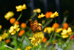 221015京都植物園10