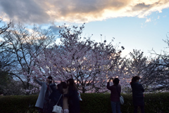 190331c宇治植物園21