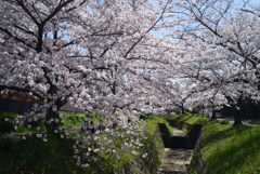 210331b星田妙見宮05