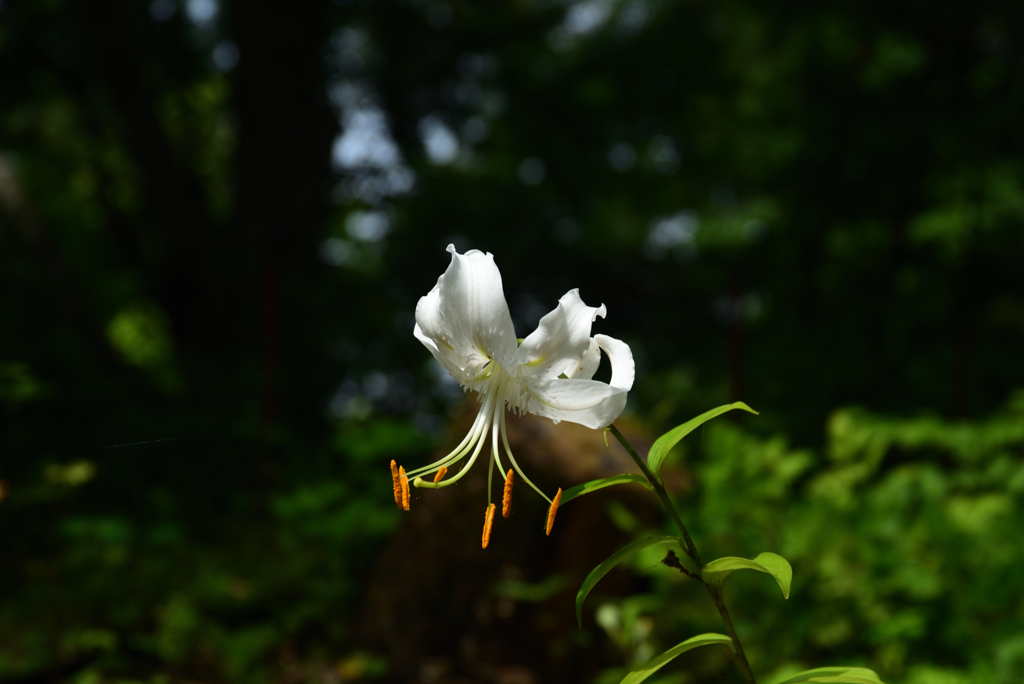 200805京都植物園27