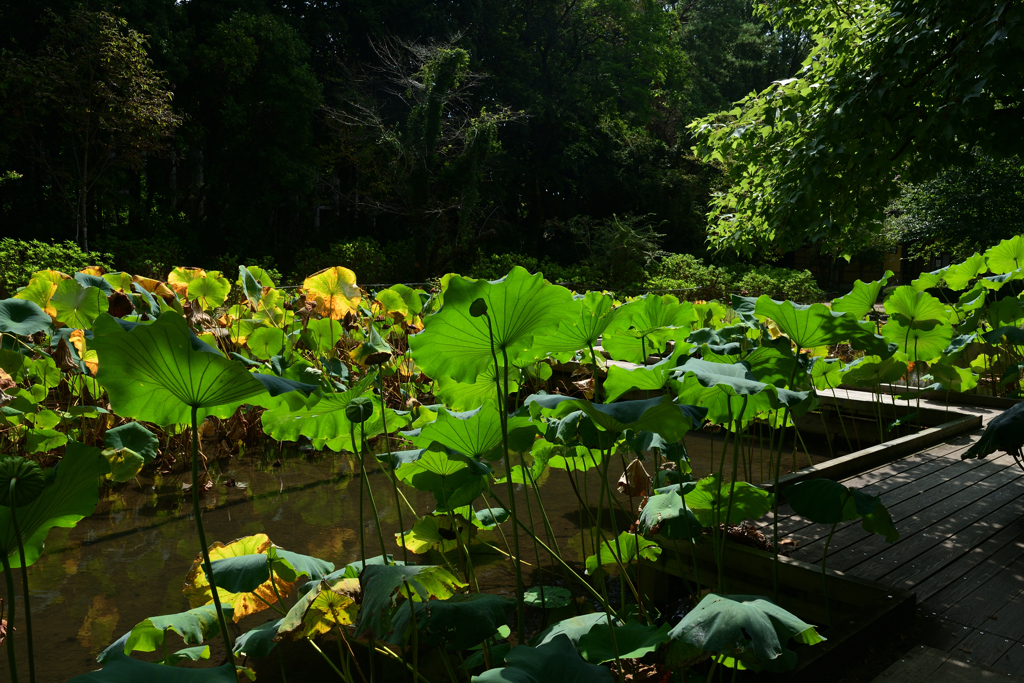 230919京都植物園02