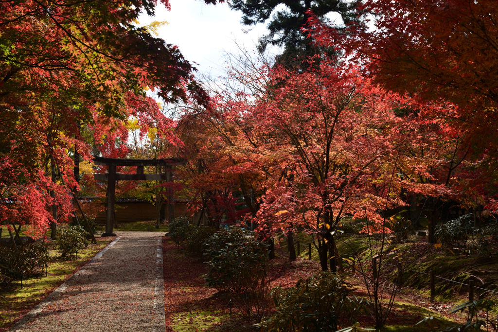 221116d仁和寺15