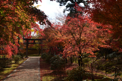 221116d仁和寺15