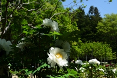 180421長居植物園48+