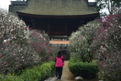 200213a道明寺天満宮24 200213a道明寺天満宮24
