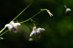 250902京都植物園37