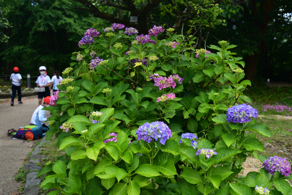 220609京都植物園53