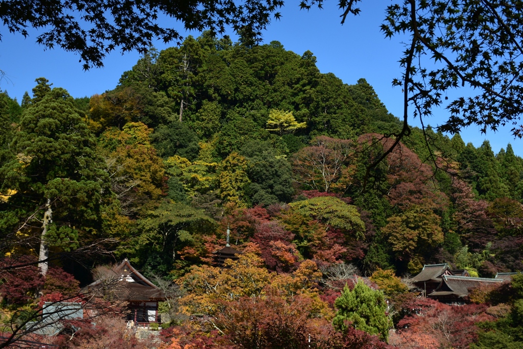 171113a談山神社59