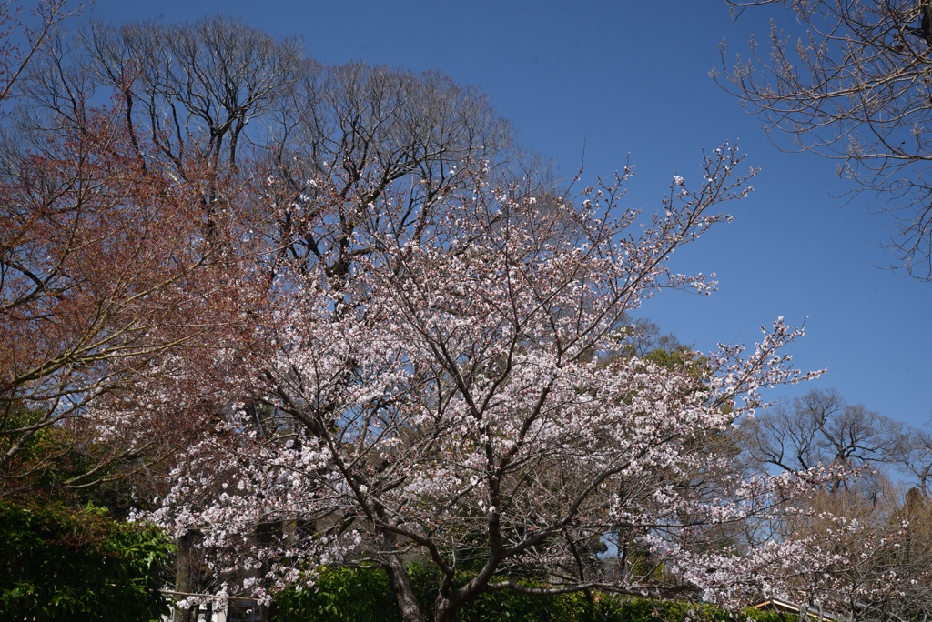 210323a上賀茂神社27