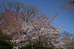210323a上賀茂神社27
