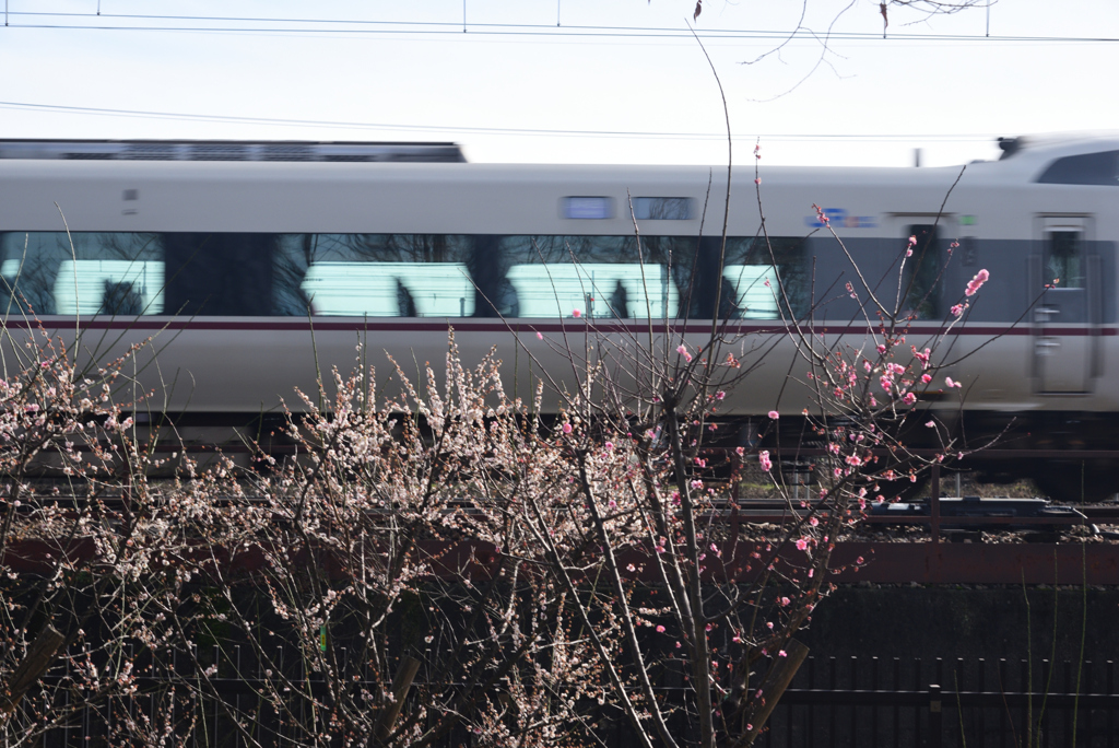 200309h梅小路公園59